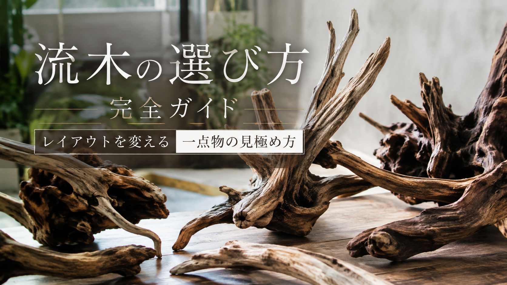 流木の選び方完全ガイド|レイアウトを変える一点物の見極め方