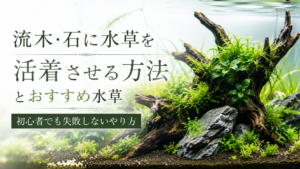 流木・石に水草を活着させる方法とおすすめ水草｜初心者でも失敗しないやり方