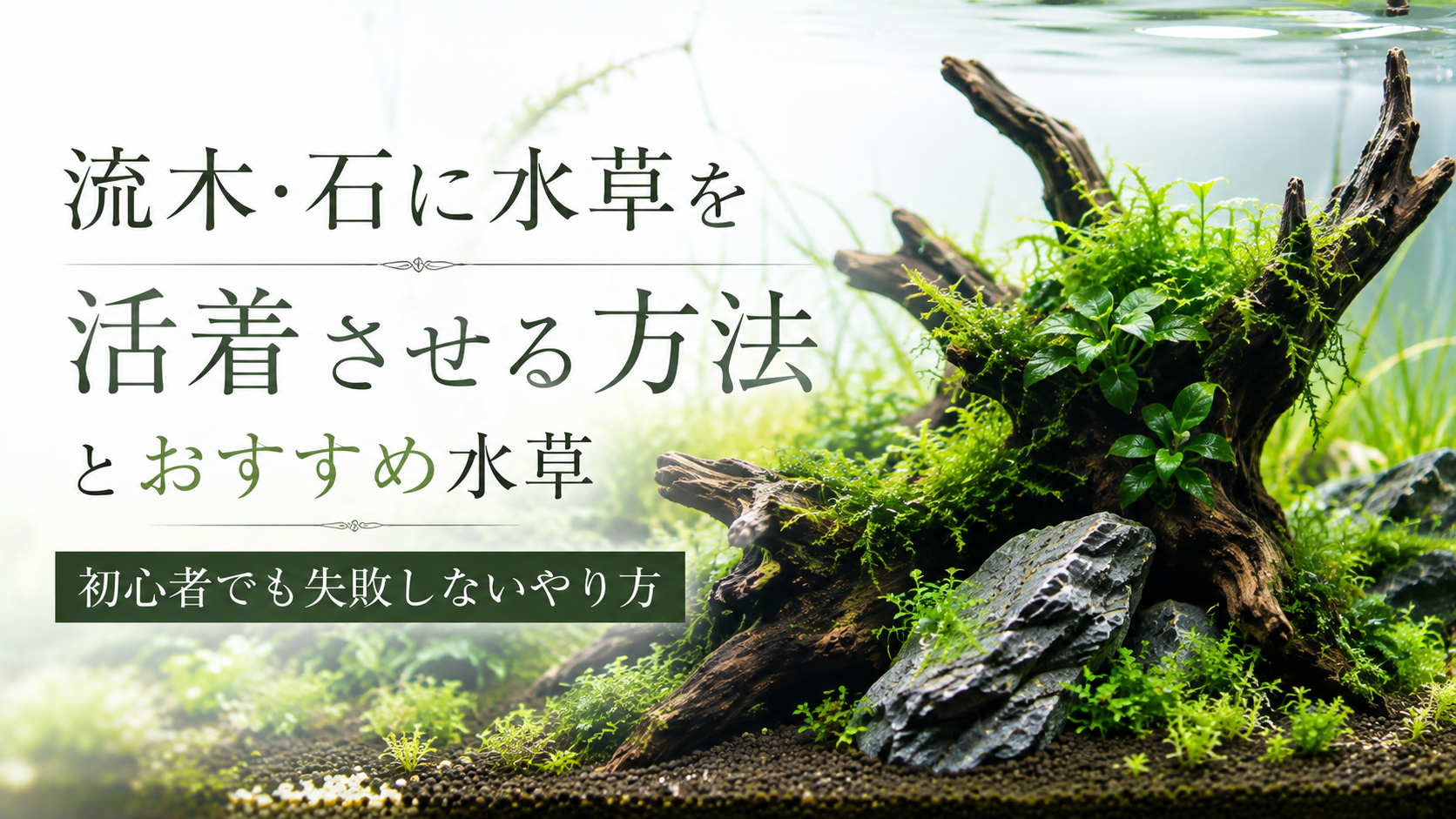 流木・石に水草を活着させる方法とおすすめ水草｜初心者でも失敗しないやり方
